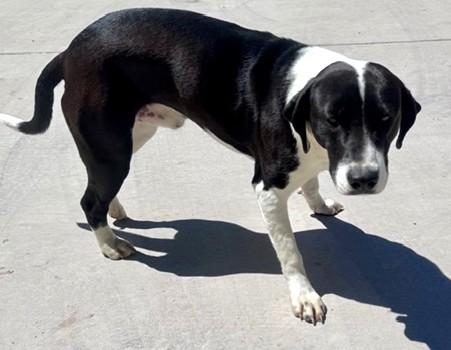 Enlarge Buck-Available! www.lhar.dog to apply! , a ADOPTABLE mixed breed in Frederick, MD image 6/6