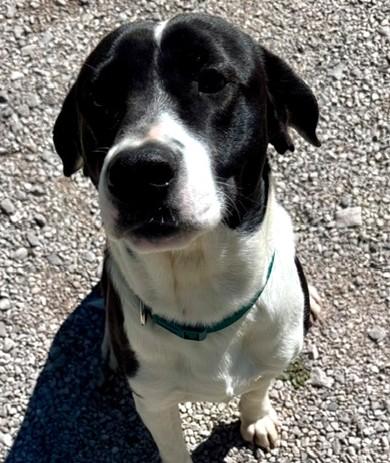 Buck-Available! www.lhar.dog to apply! , ADOPTABLE, Young Male Labrador Retriever.