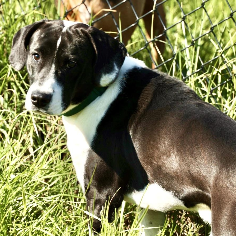 Buck-Available @Petsmart 5/17! www.lhar.dog to apply! , a ADOPTABLE mixed breed in Frederick, MD image 4/6