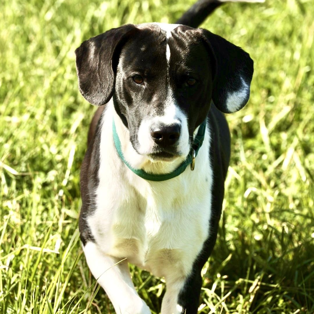Buck-Available @Petsmart 5/17! www.lhar.dog to apply! , a ADOPTABLE mixed breed in Frederick, MD image 1/6