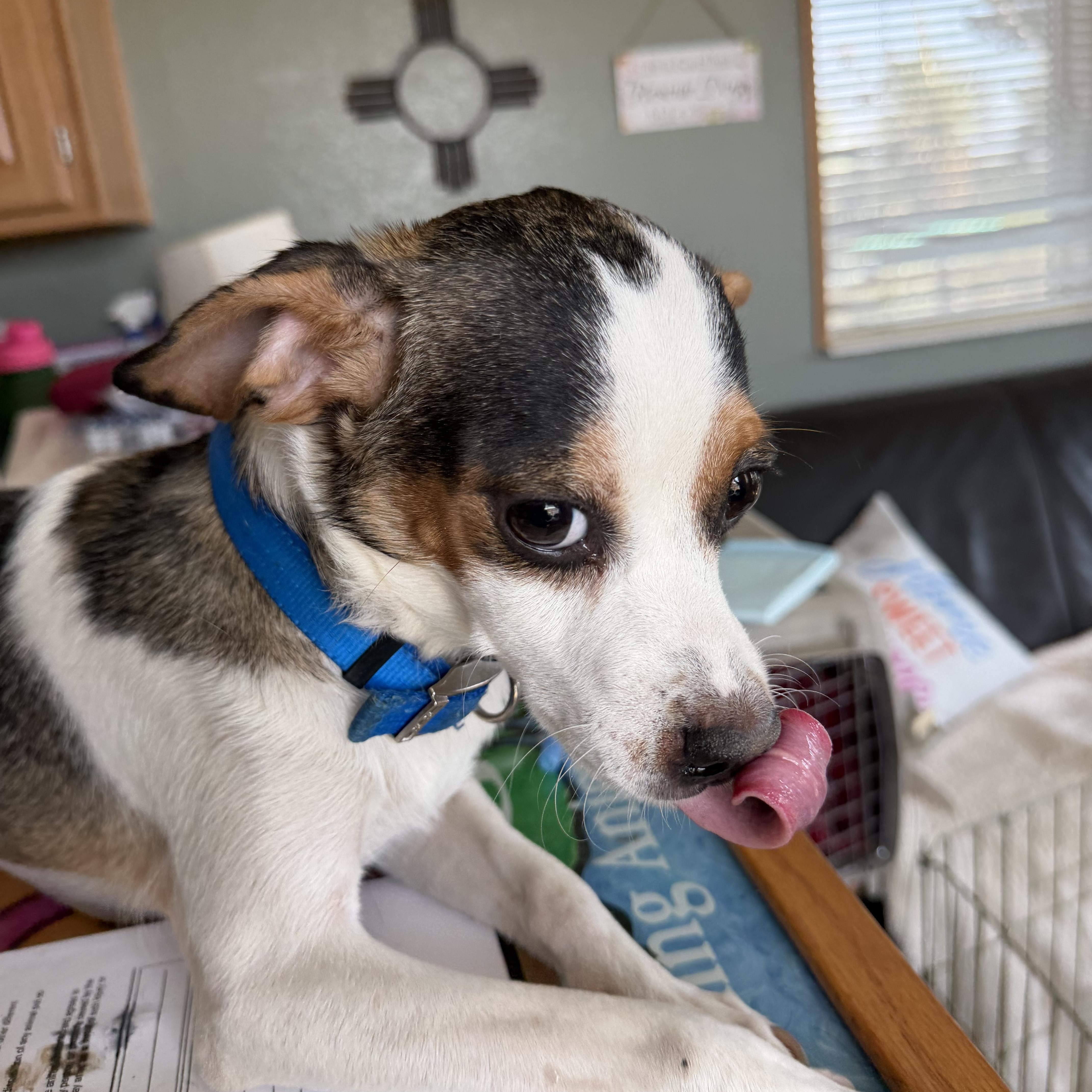 Thorton, ADOPTABLE, Young Male Chihuahua.