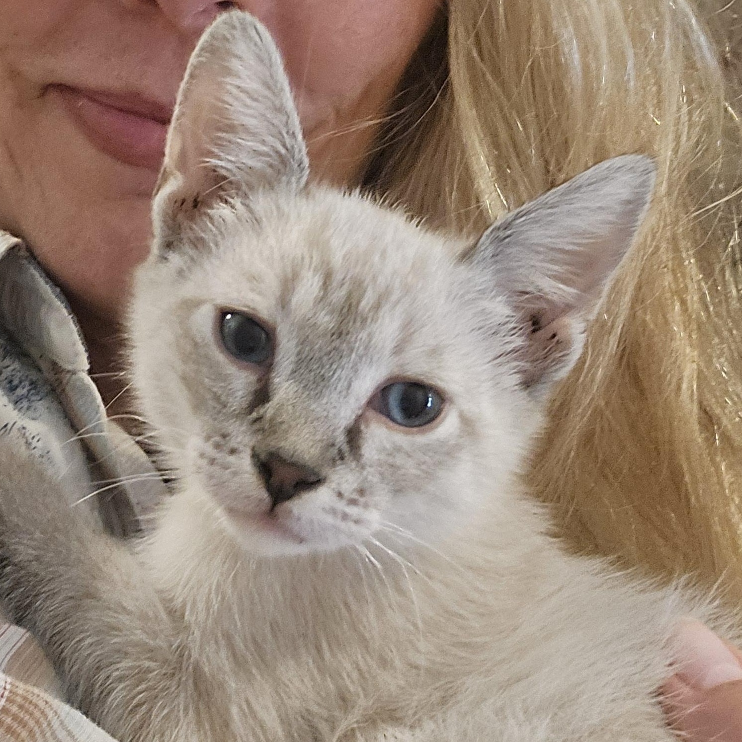 Glacier, Adoptable, Kitten Male Siamese.