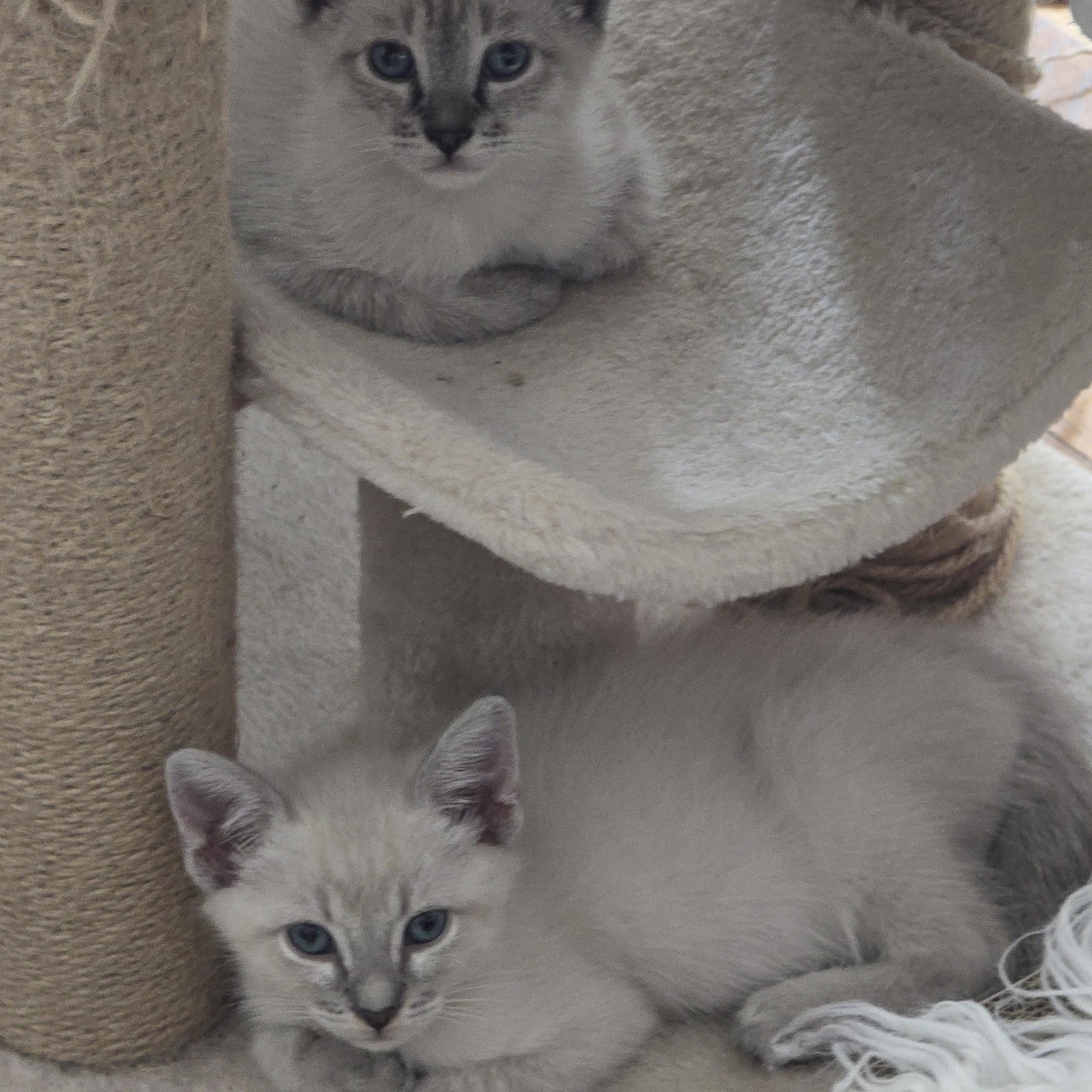 Enlarge Glacier, a Adoptable mixed breed in North Hollywood, CA image 5/6