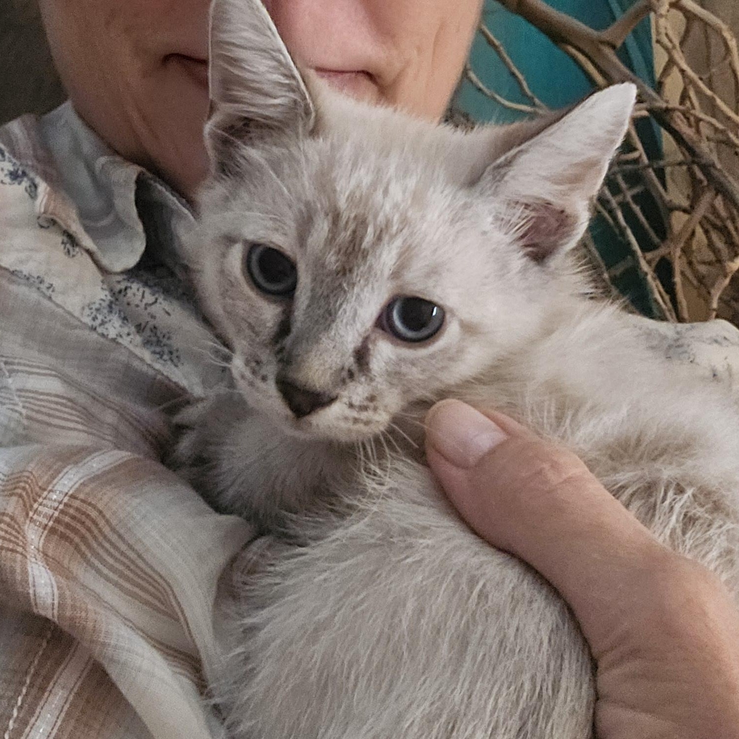 Enlarge Glacier, a Adoptable mixed breed in North Hollywood, CA image 3/6