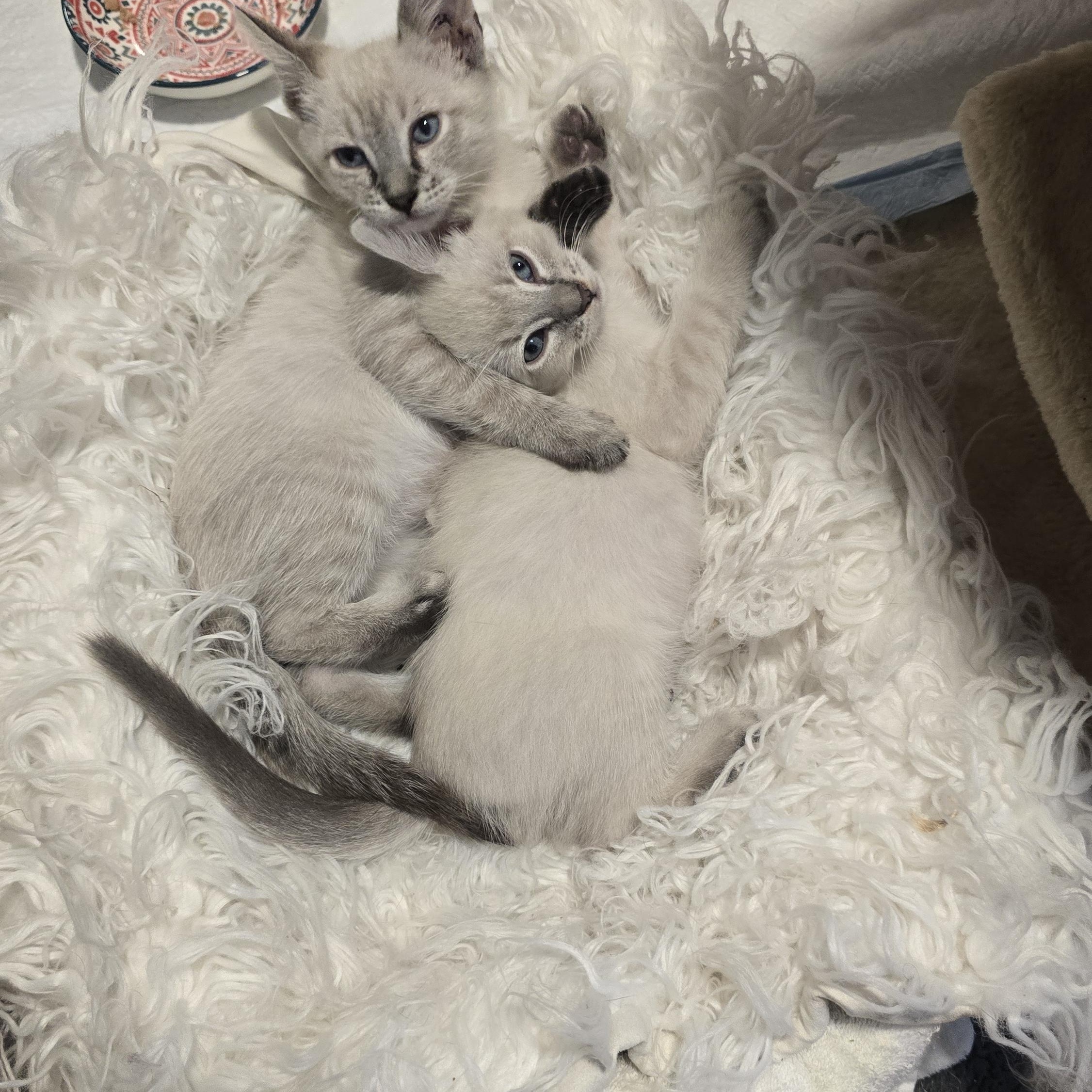 Enlarge Glacier, a Adoptable mixed breed in North Hollywood, CA image 4/6