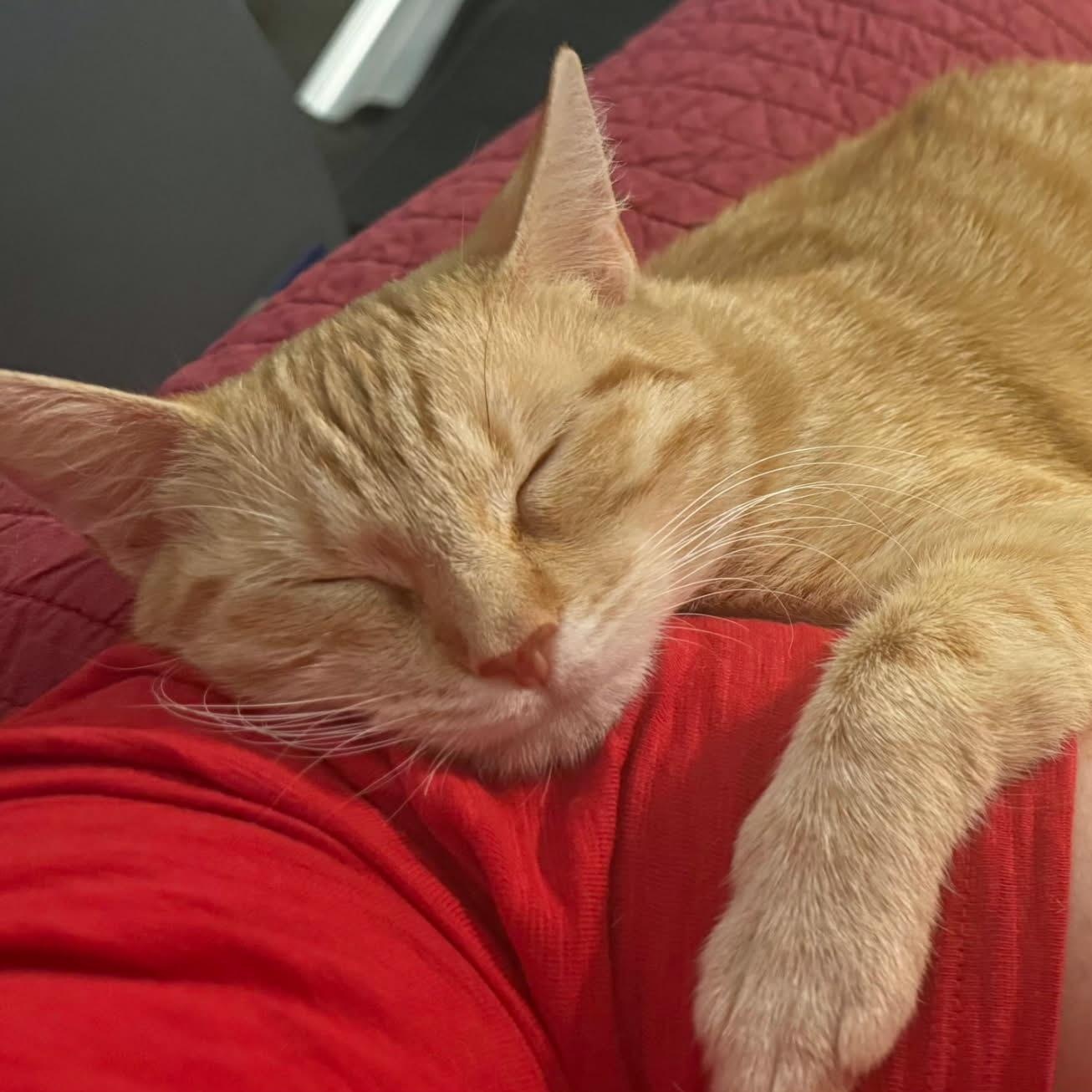 Enlarge Annie, an adopted Domestic Short Hair in Chandler, AZ image 2/6
