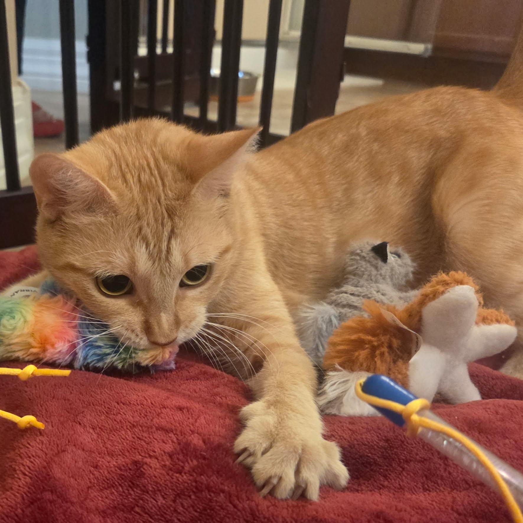 Enlarge Annie, an adopted Domestic Short Hair in Chandler, AZ image 3/6