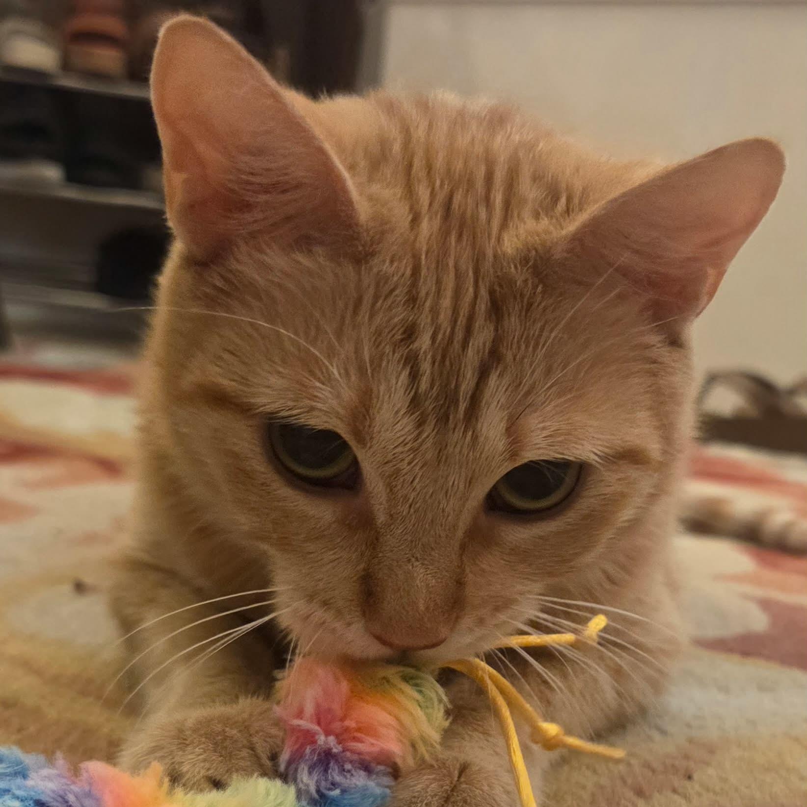 Enlarge Annie, an adopted Domestic Short Hair in Chandler, AZ image 1/6