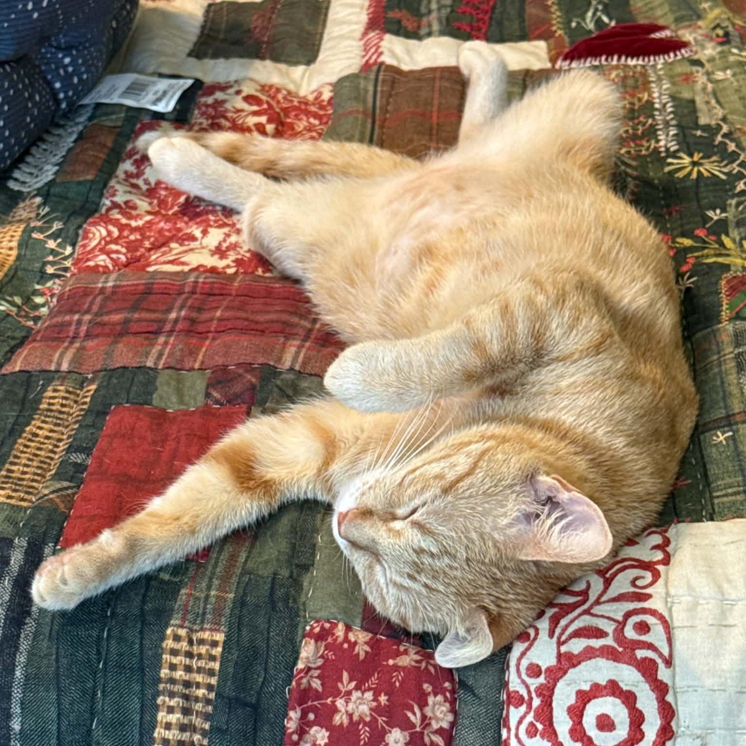 Enlarge Annie, an adopted Domestic Short Hair in Chandler, AZ image 5/6
