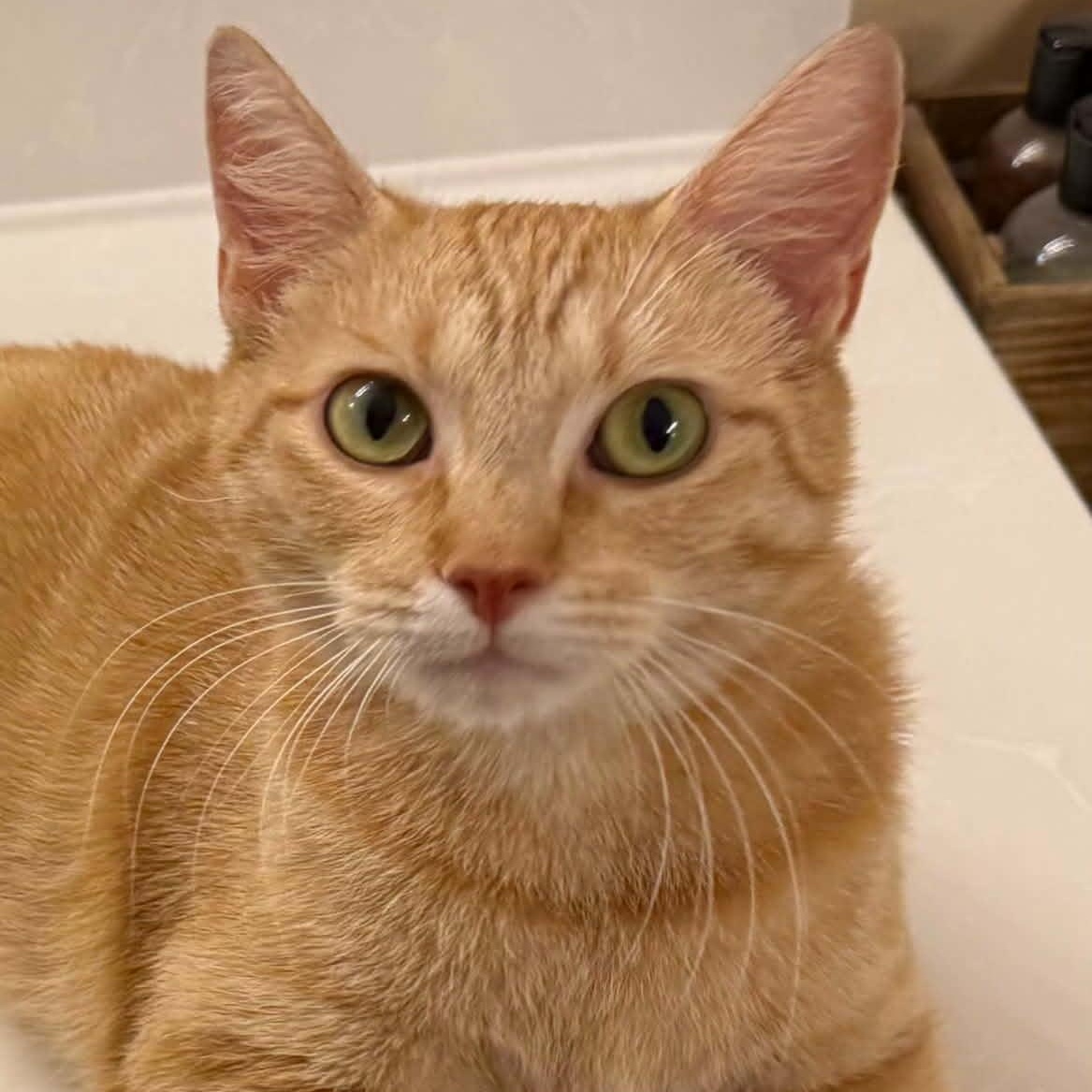 Enlarge Annie, an adopted Domestic Short Hair in Chandler, AZ image 6/6