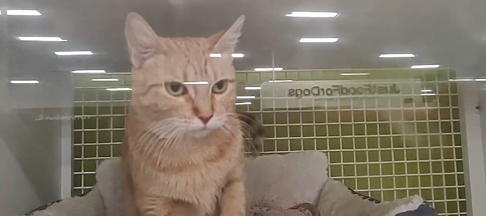 Enlarge Annie, an adopted Domestic Short Hair in Chandler, AZ video 4/6