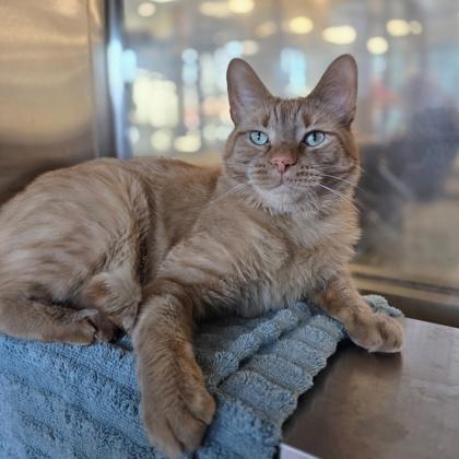 Elvis, Adoptable, Adult Male Domestic Short Hair & Domestic Short Hair.