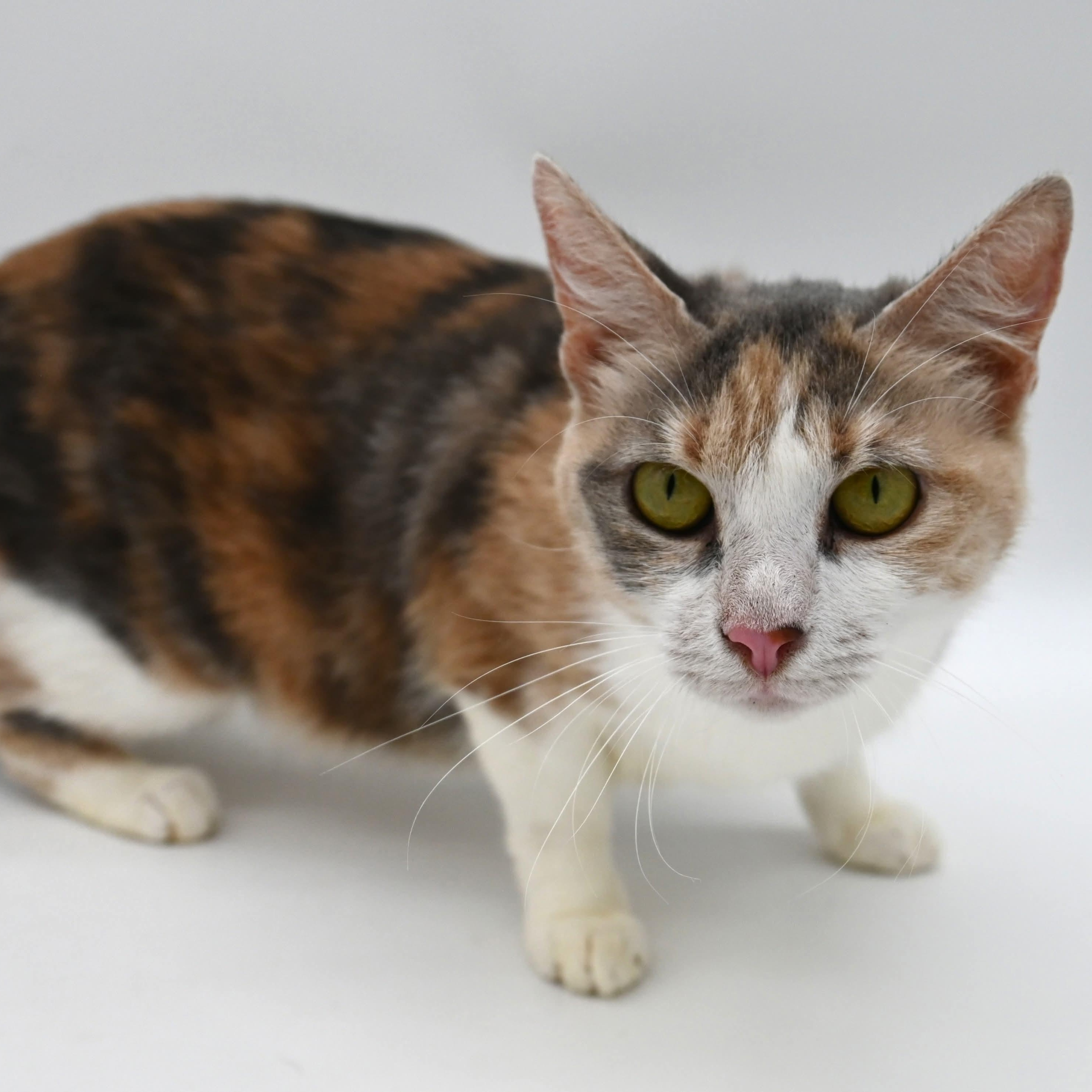 Coco (SO sweet- video included), a Adoptable mixed breed in Farmington, CT image 1/6