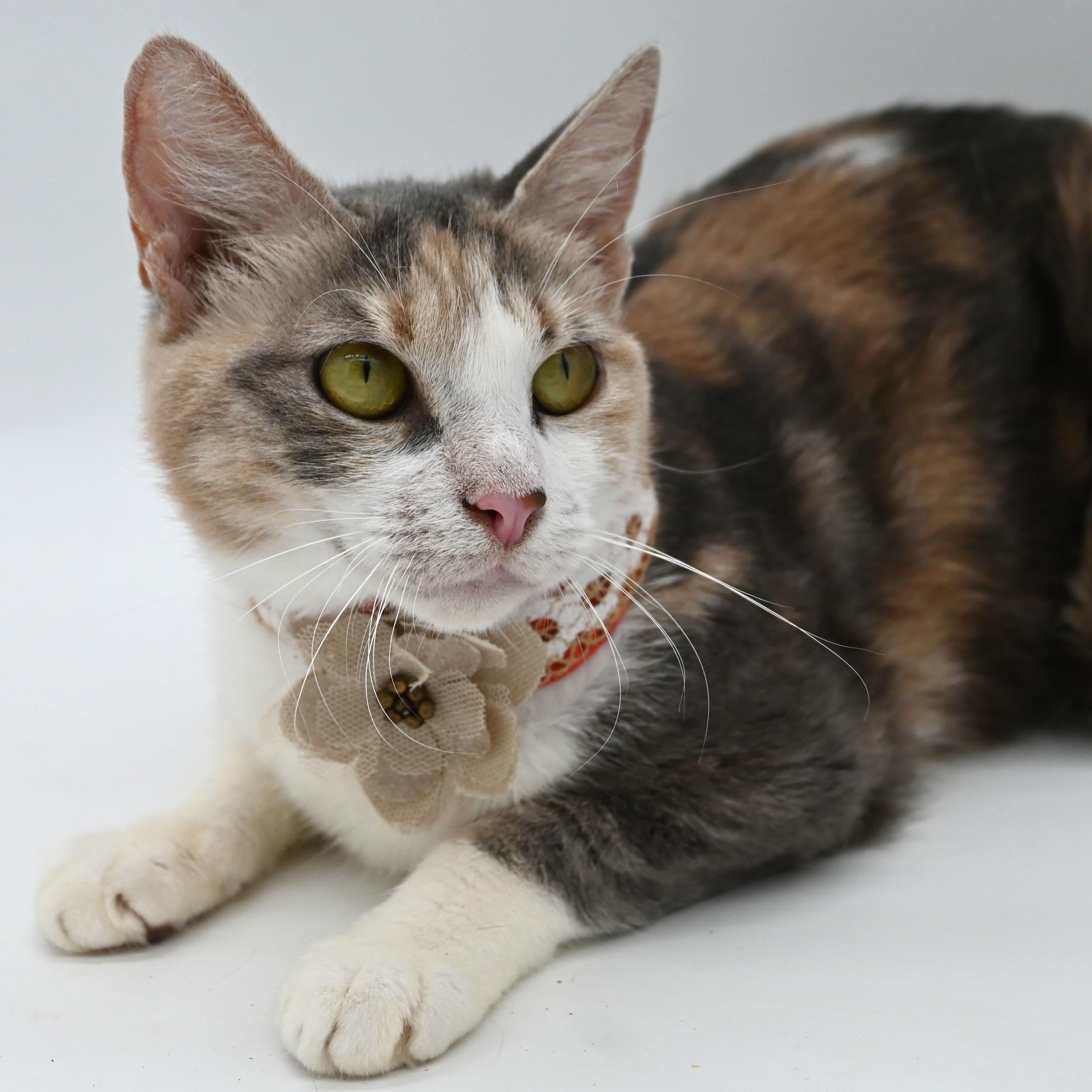 Coco (SO sweet- video included), a Adoptable mixed breed in Farmington, CT image 2/6