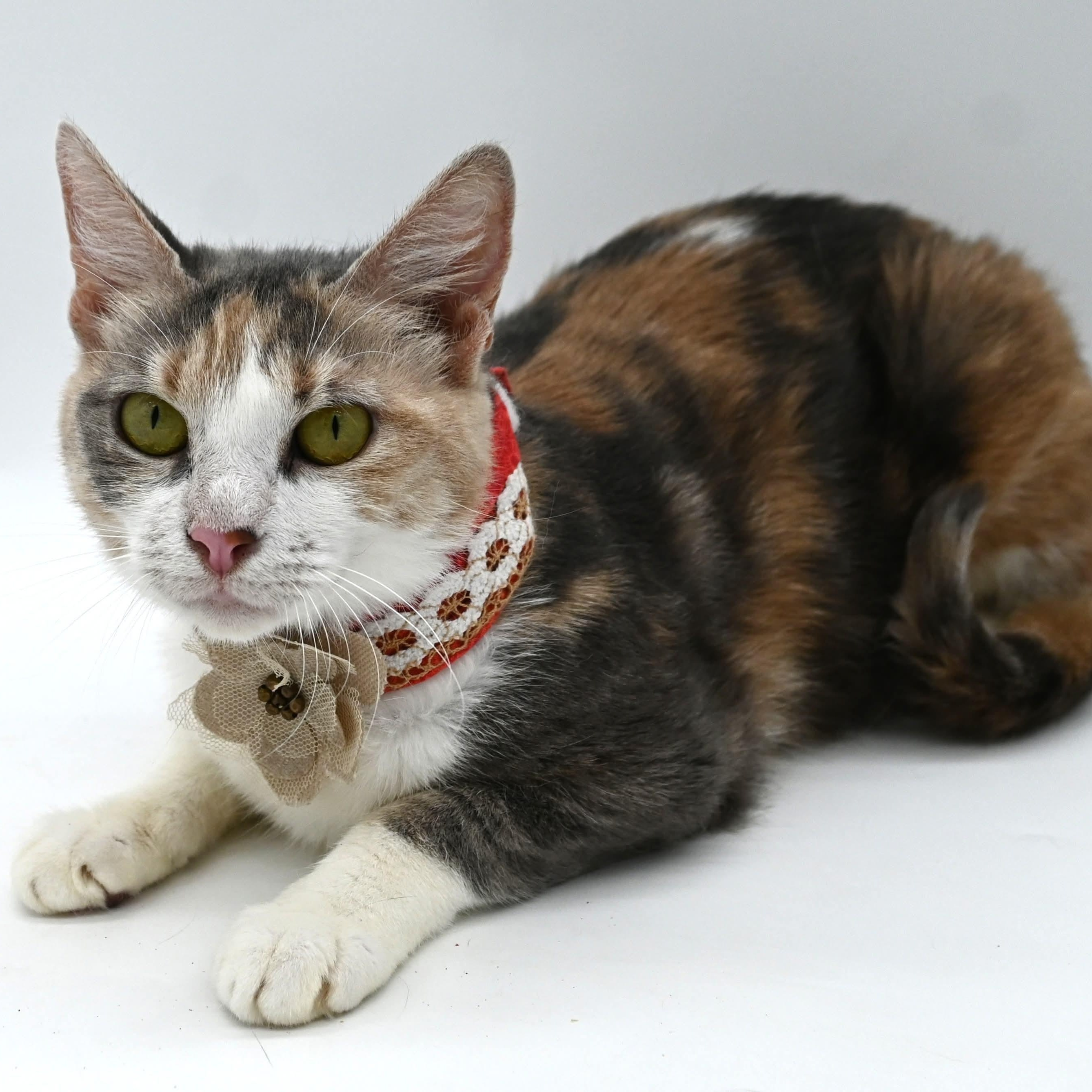 Coco (SO sweet- video included), a Adoptable mixed breed in Farmington, CT image 3/6