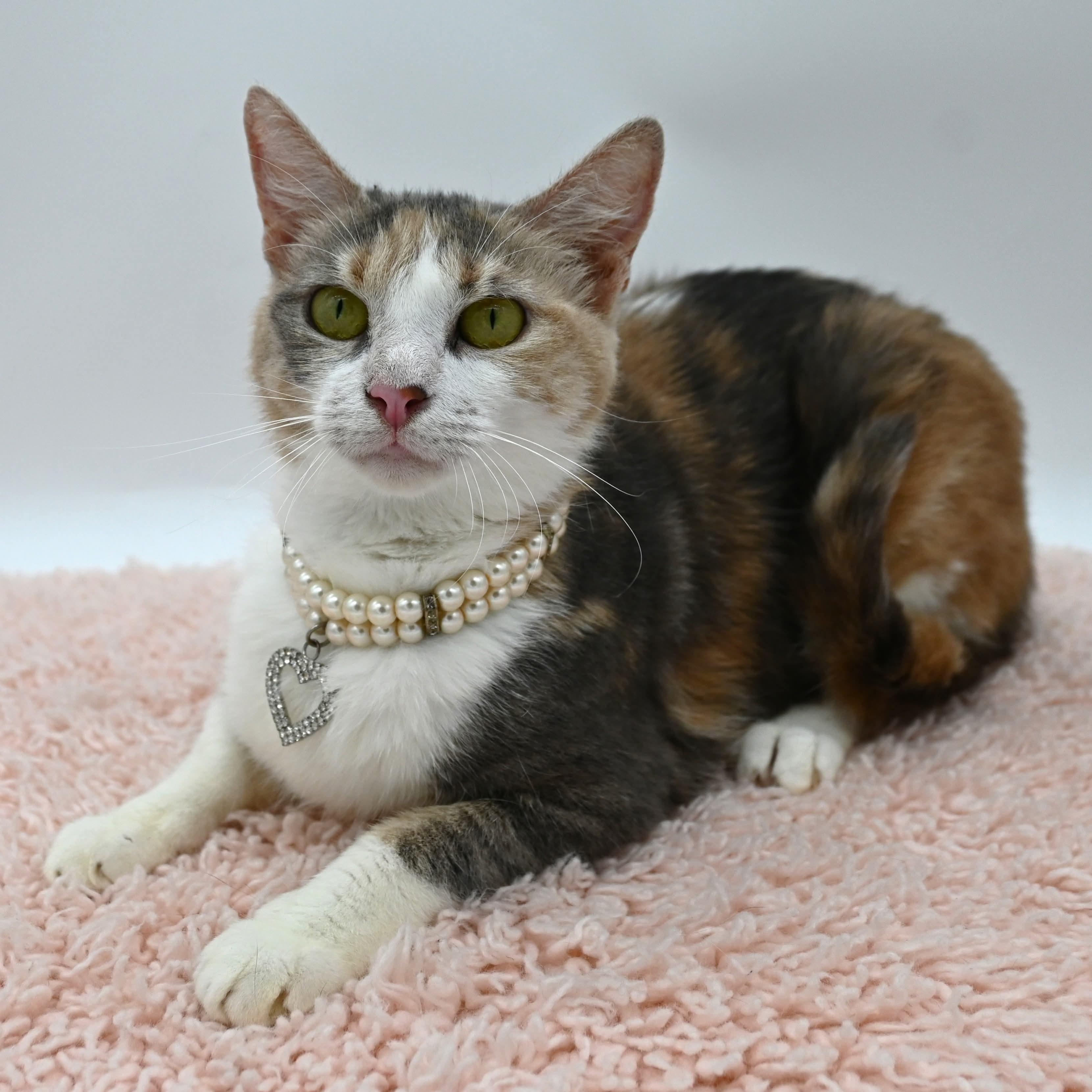 Coco (SO sweet- video included), a Adoptable mixed breed in Farmington, CT image 5/6