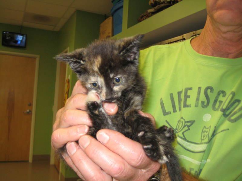 Enlarge Sue, a Adopted mixed breed in La Porte, IN image 1/1