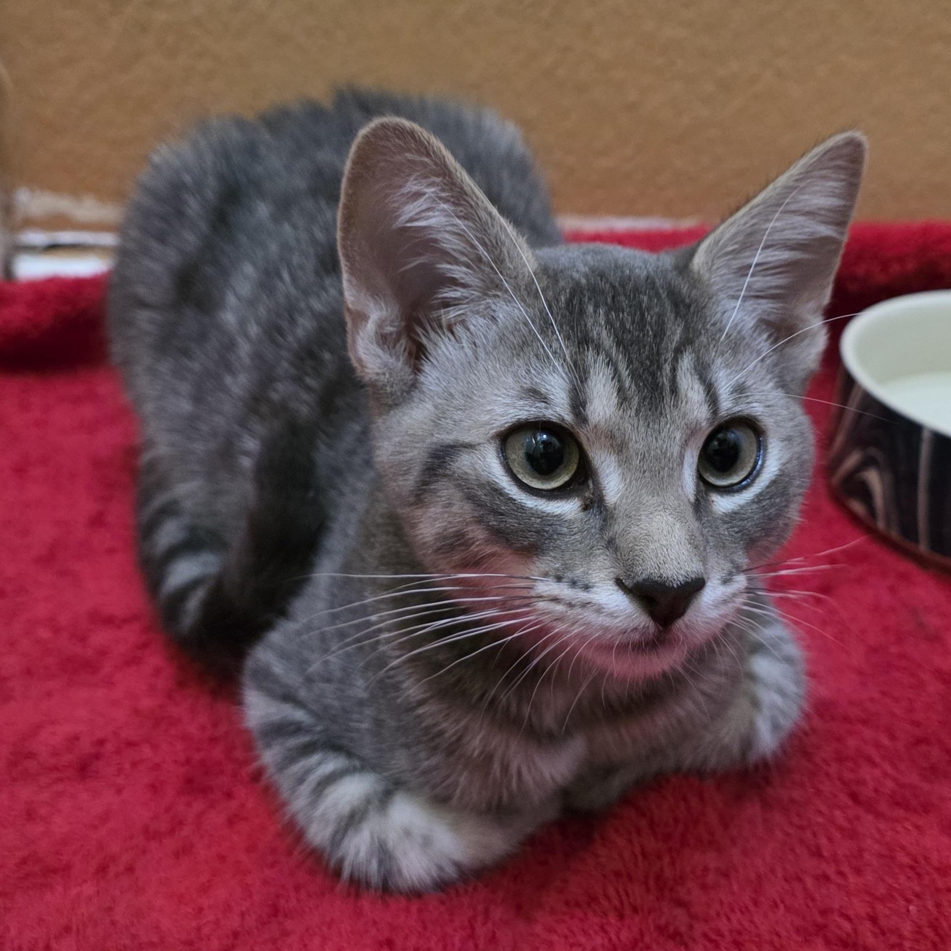 Ash, a Adoptable Tabby in Vacaville, CA image 1/4