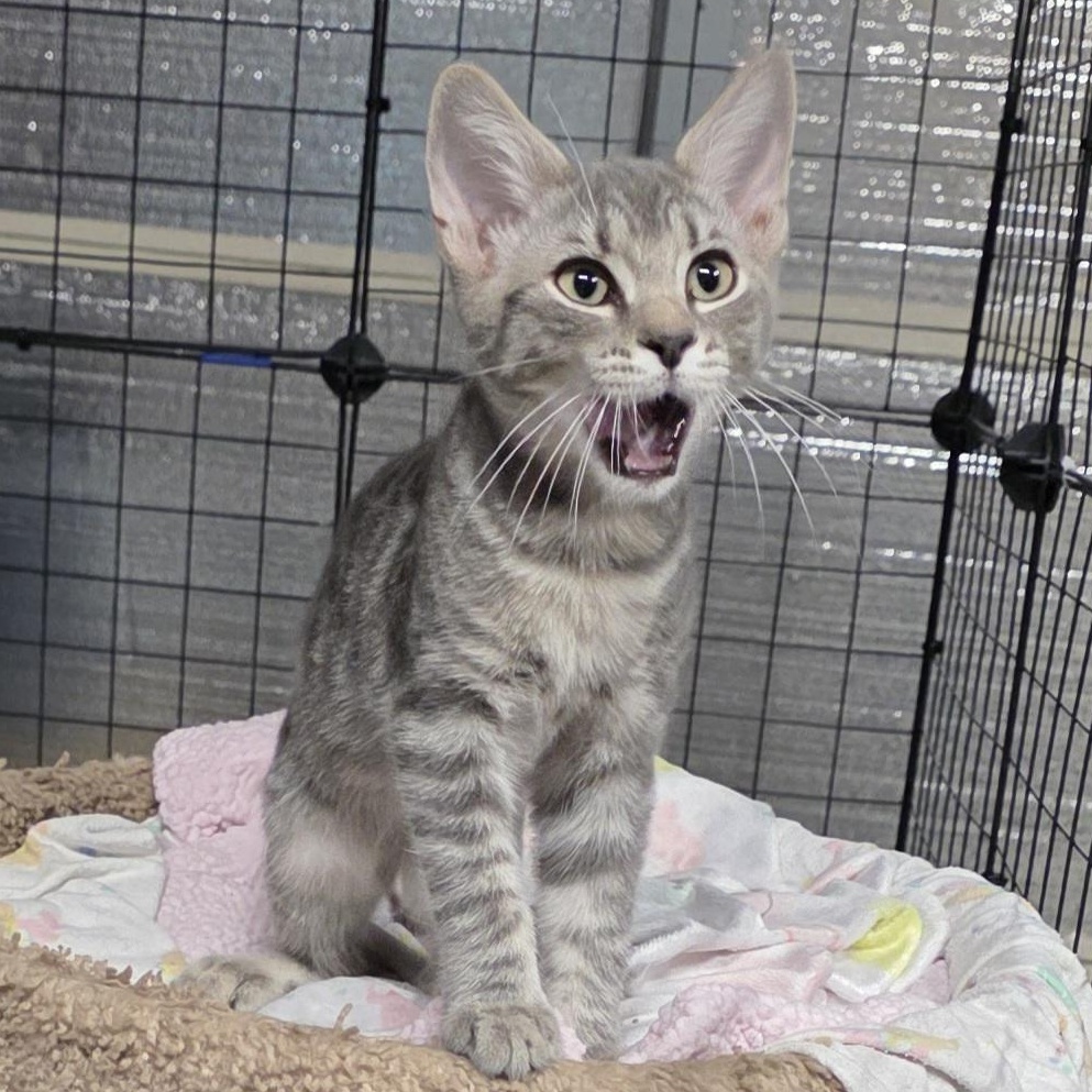Ash, a Adoptable Tabby in Vacaville, CA image 2/4