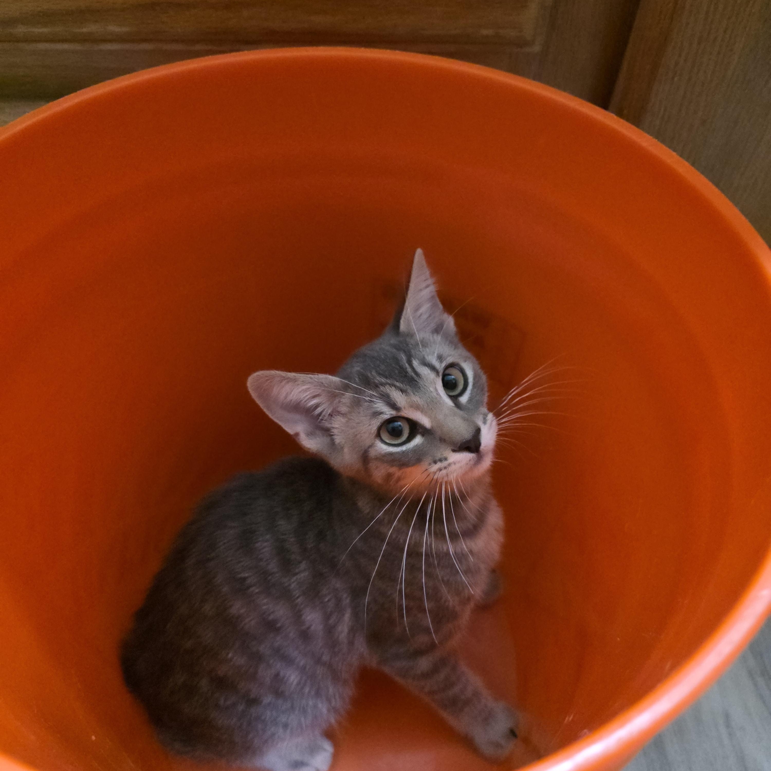 Ash, a Adoptable Tabby in Vacaville, CA image 3/4