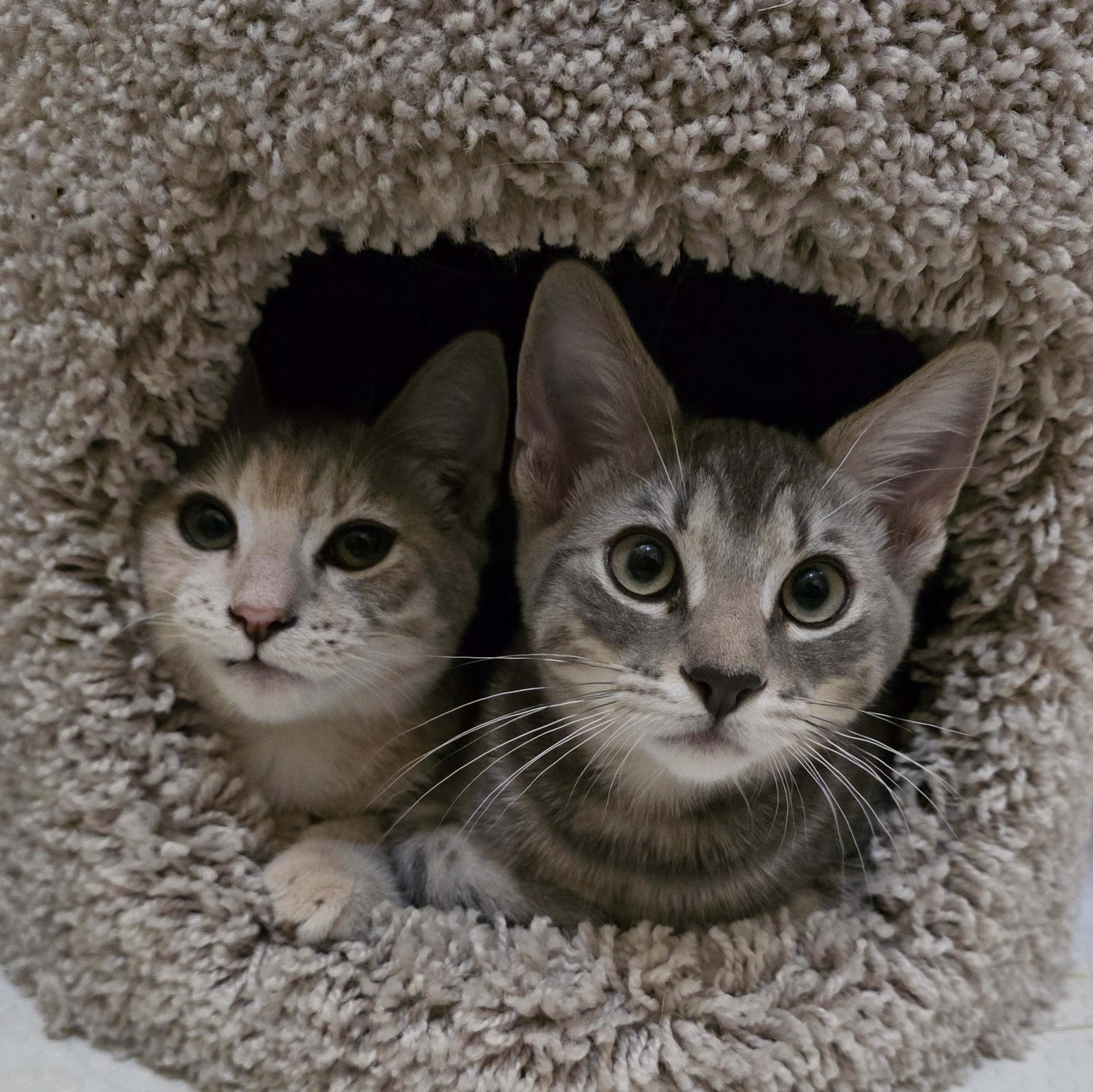 Ash, a Adoptable Tabby in Vacaville, CA image 4/4