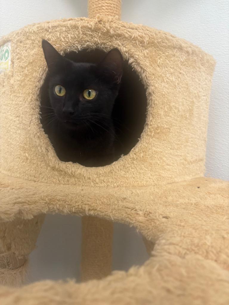 Serena, Adoptable, Young Female Domestic Short Hair.