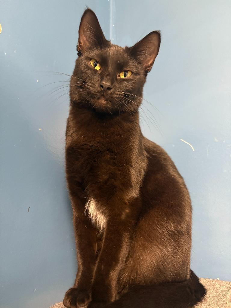 Enlarge Serena, a Adoptable mixed breed in Batesville, AR image 2/2