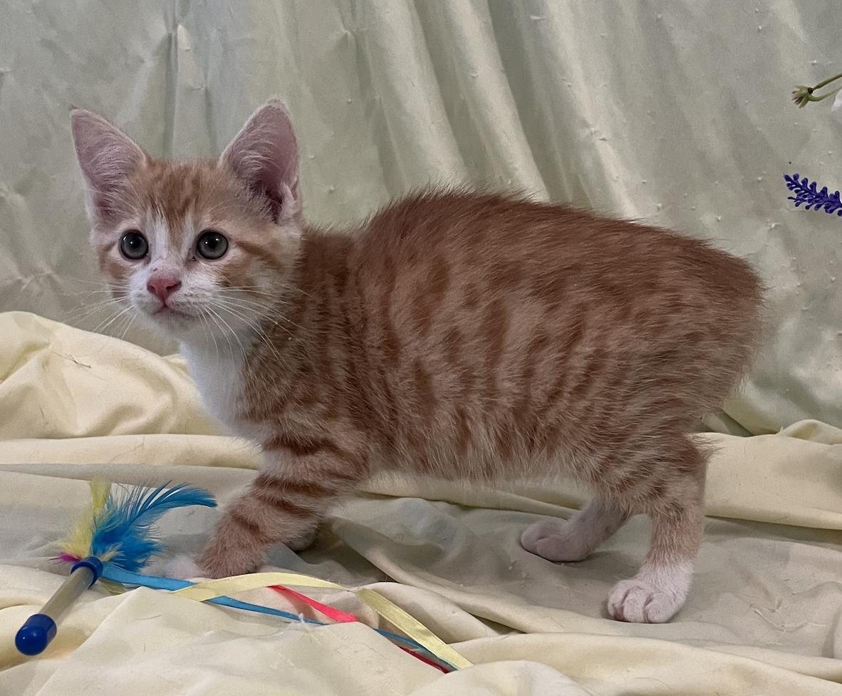 Enlarge Kara, a Adopted Domestic Short Hair in Connelly Springs, NC image 5/5