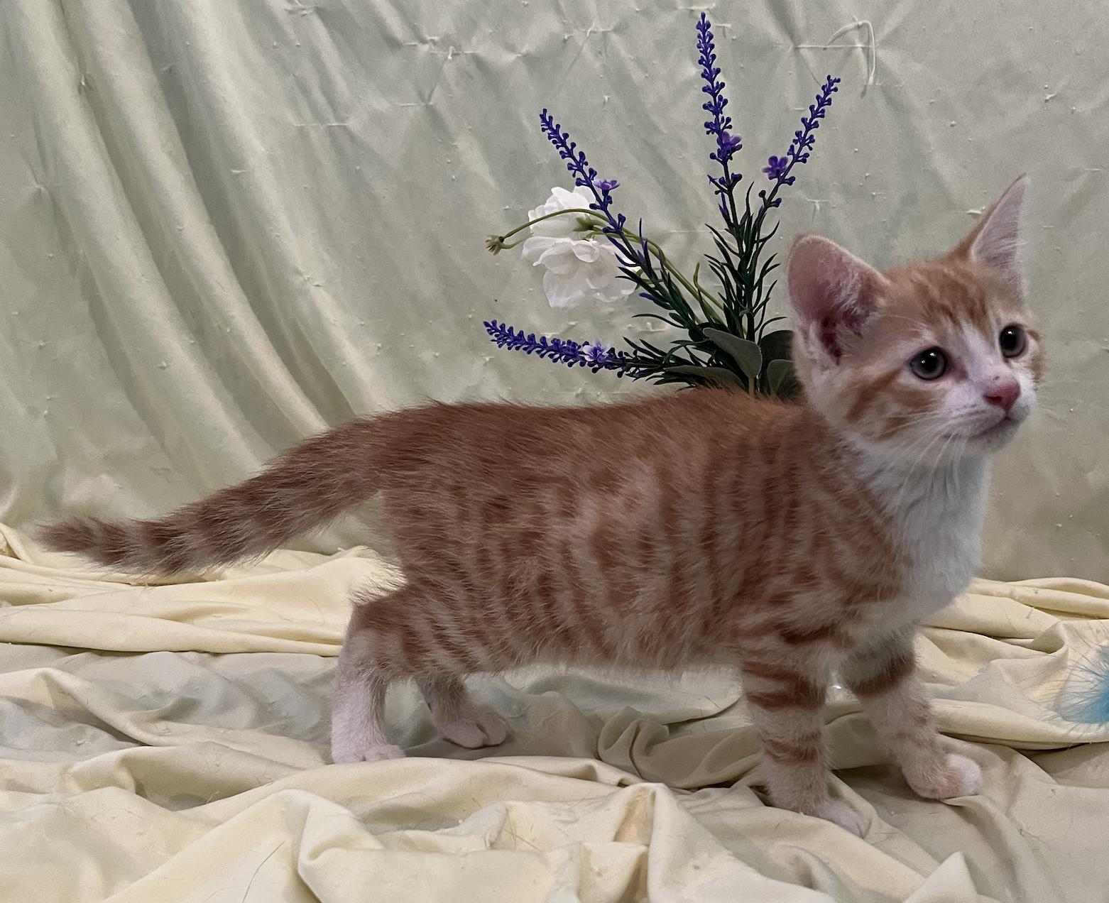 Enlarge Kara, a Adopted Domestic Short Hair in Connelly Springs, NC image 4/5