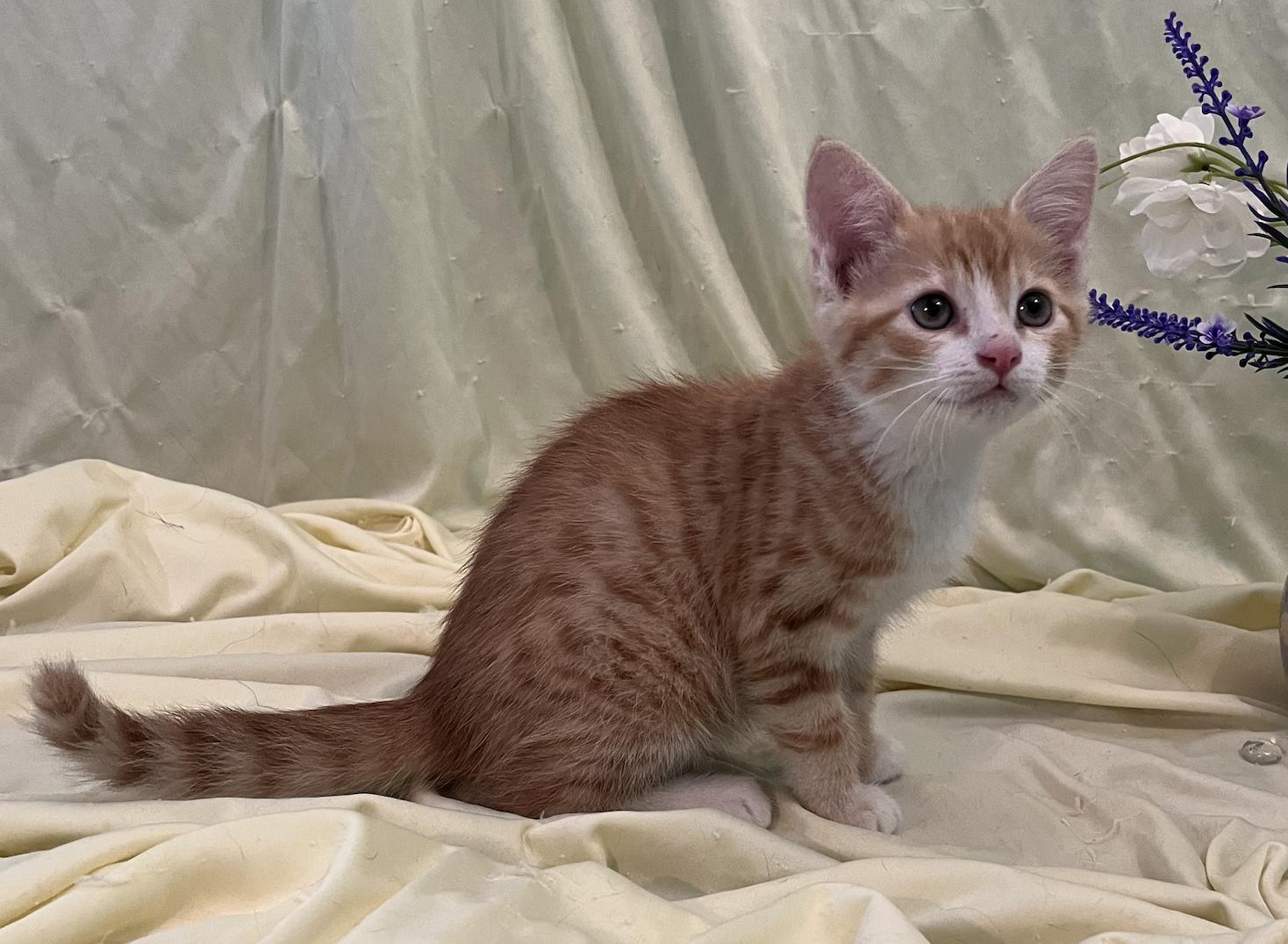 Enlarge Kara, a Adopted Domestic Short Hair in Connelly Springs, NC image 2/5