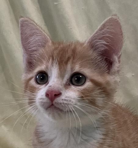 Kara, Adopted, Kitten Female Domestic Short Hair.