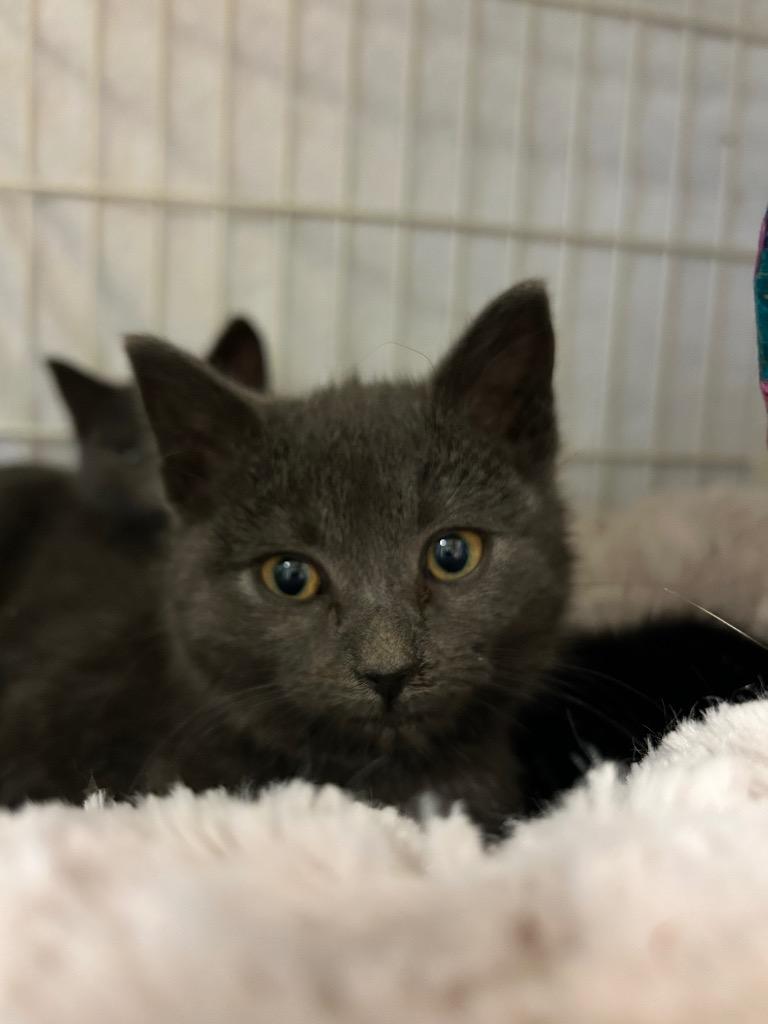 Fog, Adoptable, Kitten Female Domestic Short Hair.