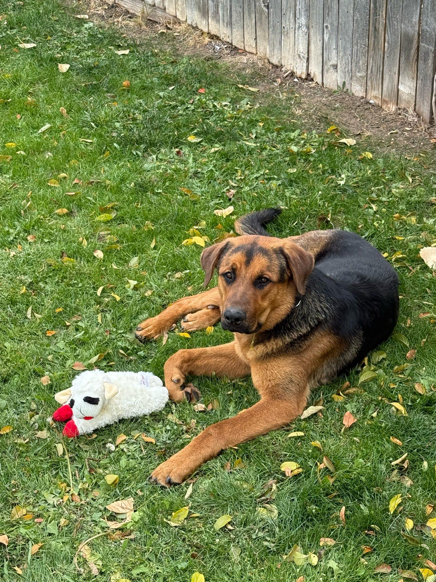 Enlarge Jack, a Adopted German Shepherd Dog in Tucson, AZ image 1/6