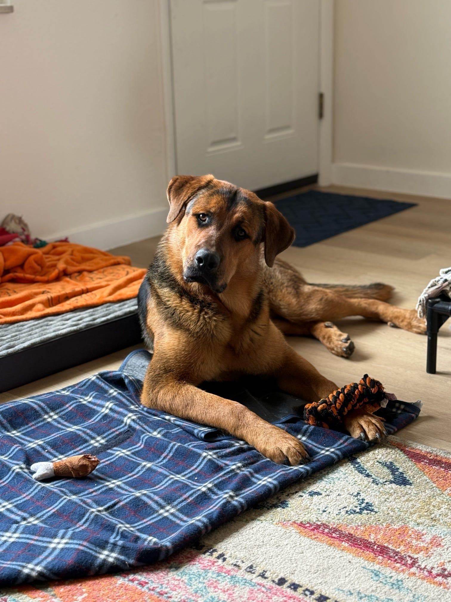 Enlarge Jack, a Adopted German Shepherd Dog in Tucson, AZ image 2/6