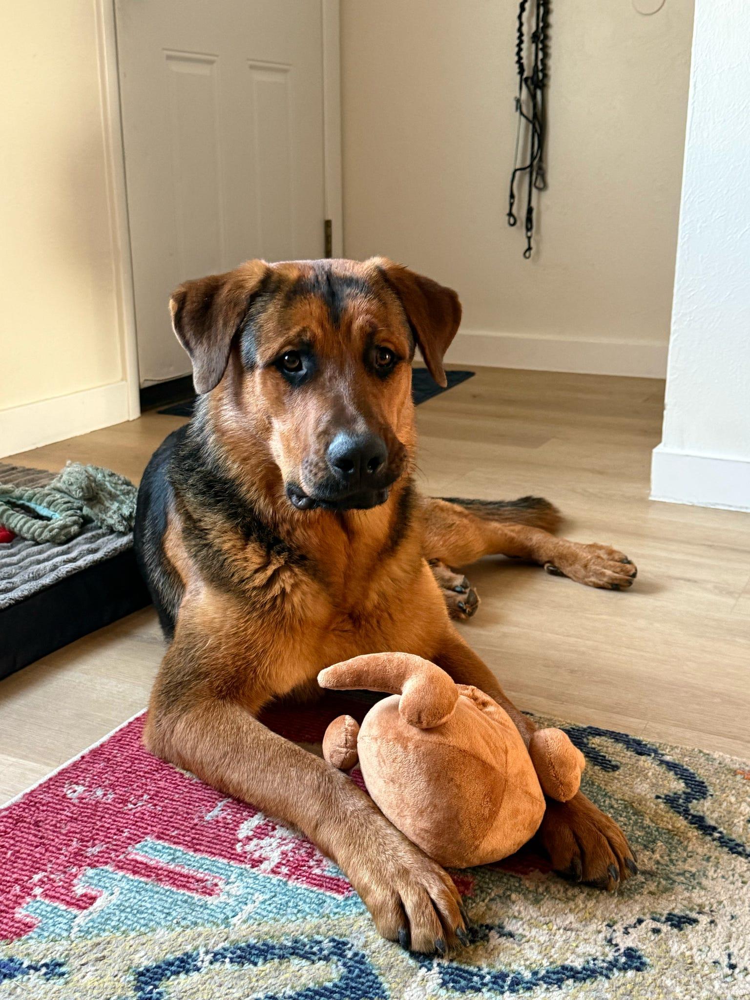 Enlarge Jack, a Adopted German Shepherd Dog in Tucson, AZ image 5/6
