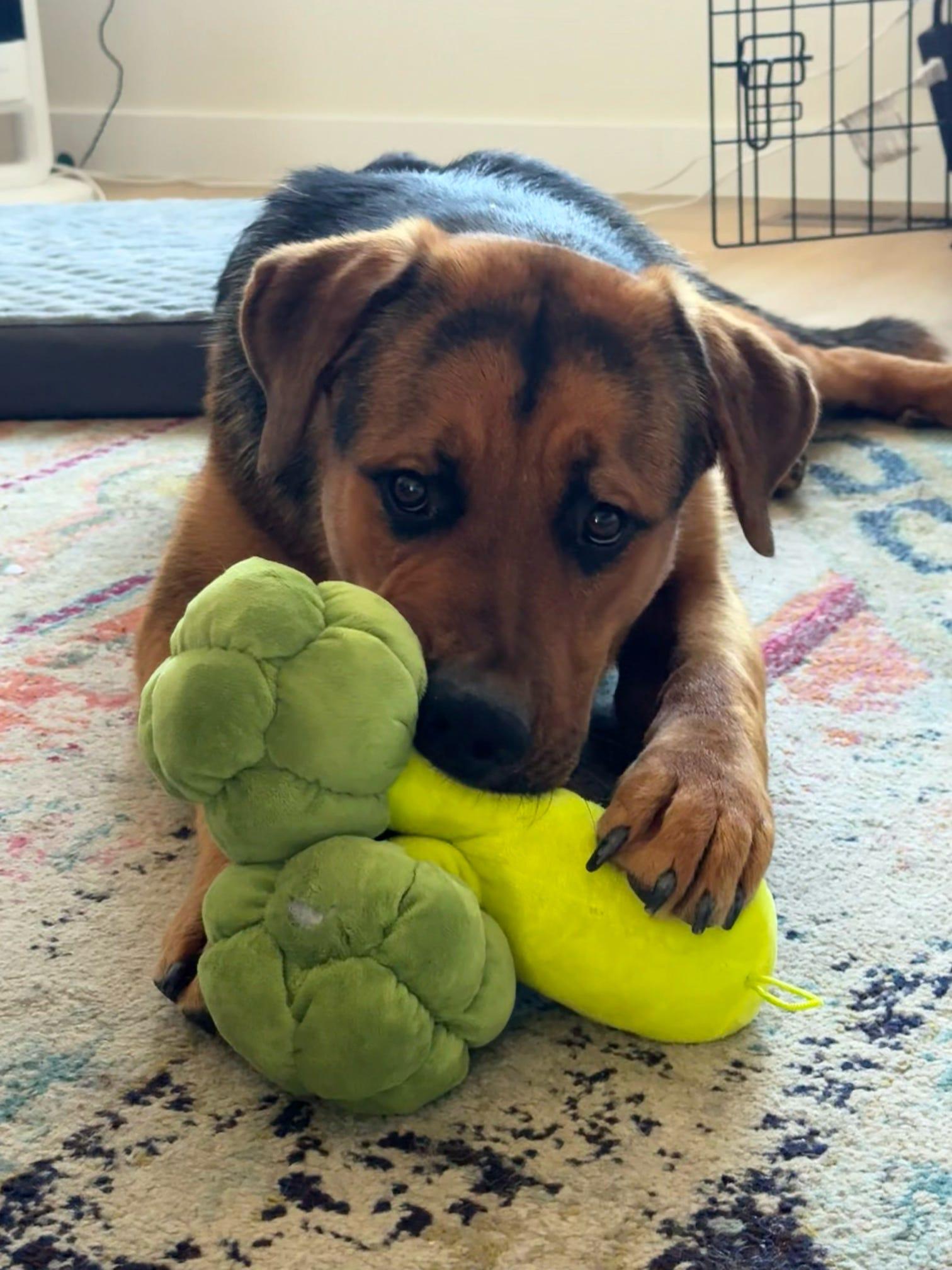 Enlarge Jack, a Adopted German Shepherd Dog in Tucson, AZ image 6/6