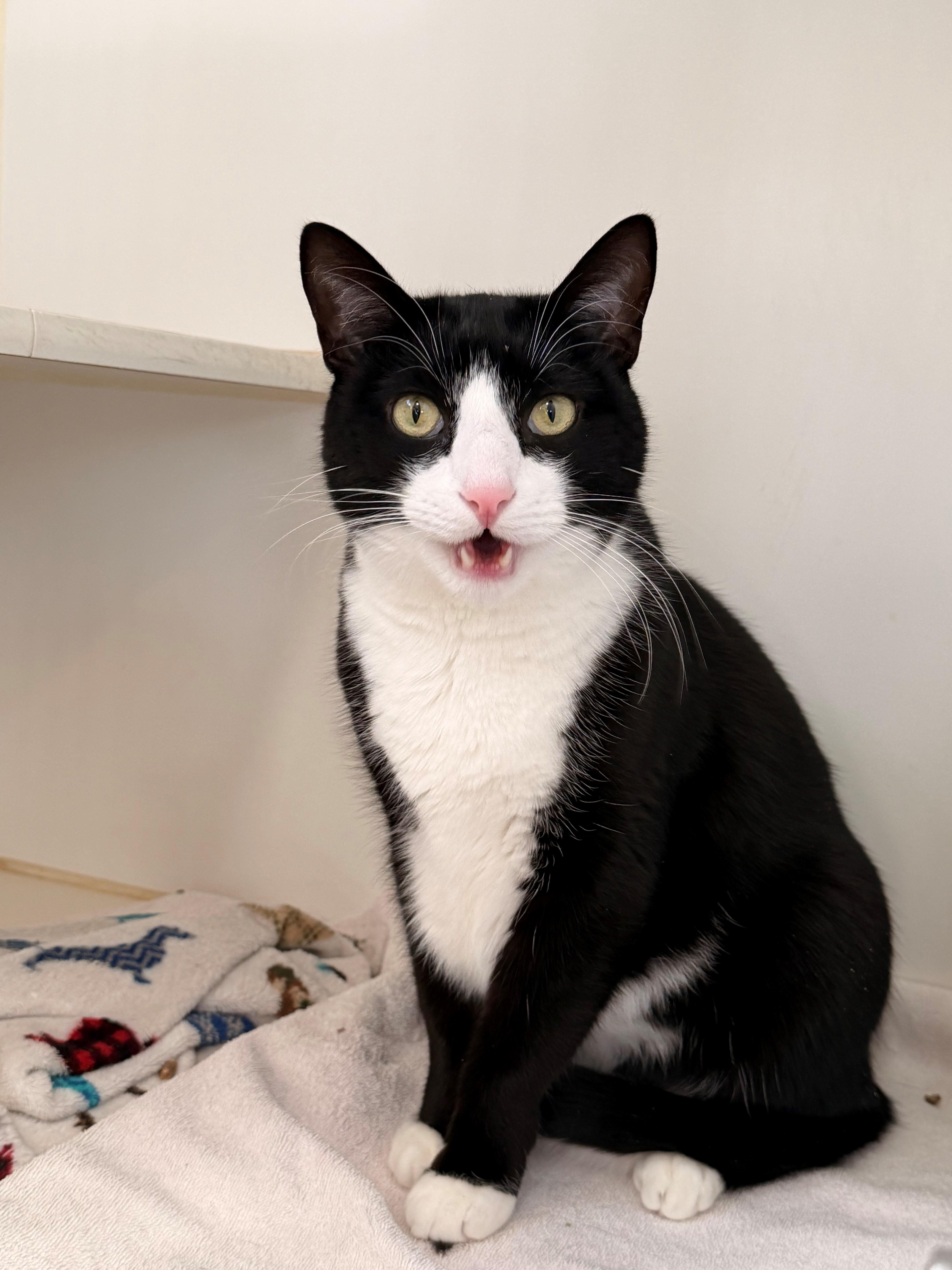 Froggy, Adoptable, Adult Male Domestic Short Hair.