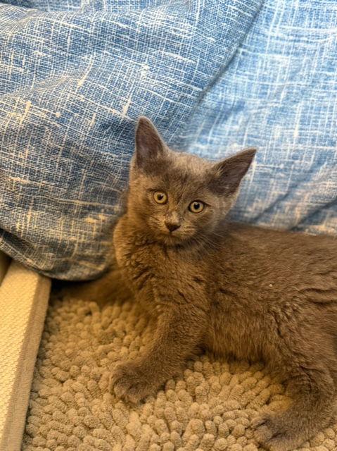 Enlarge Cher (and Sonny) must be adopted together, a Adopted Domestic Short Hair in Aurora, CO image 1/3