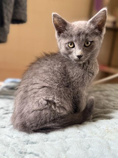 Enlarge Cher (and Sonny) must be adopted together, a Adopted Domestic Short Hair in Aurora, CO image 2/3
