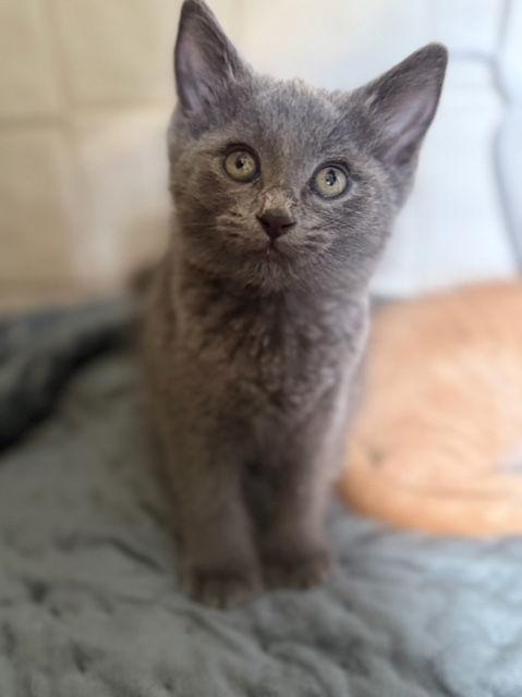 Enlarge Cher (and Sonny) must be adopted together, a Adopted Domestic Short Hair in Aurora, CO image 3/3