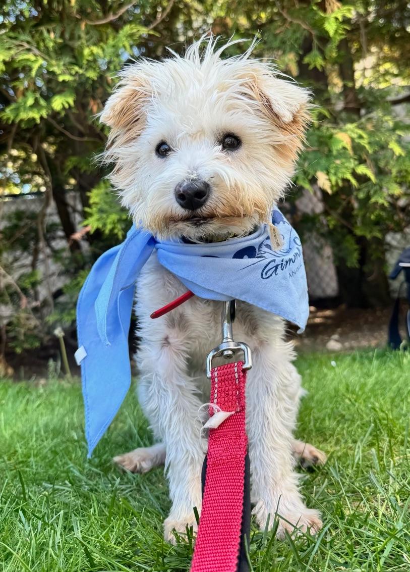 Denny, ADOPTABLE, Puppy Male Miniature Schnauzer & Wheaten Terrier.