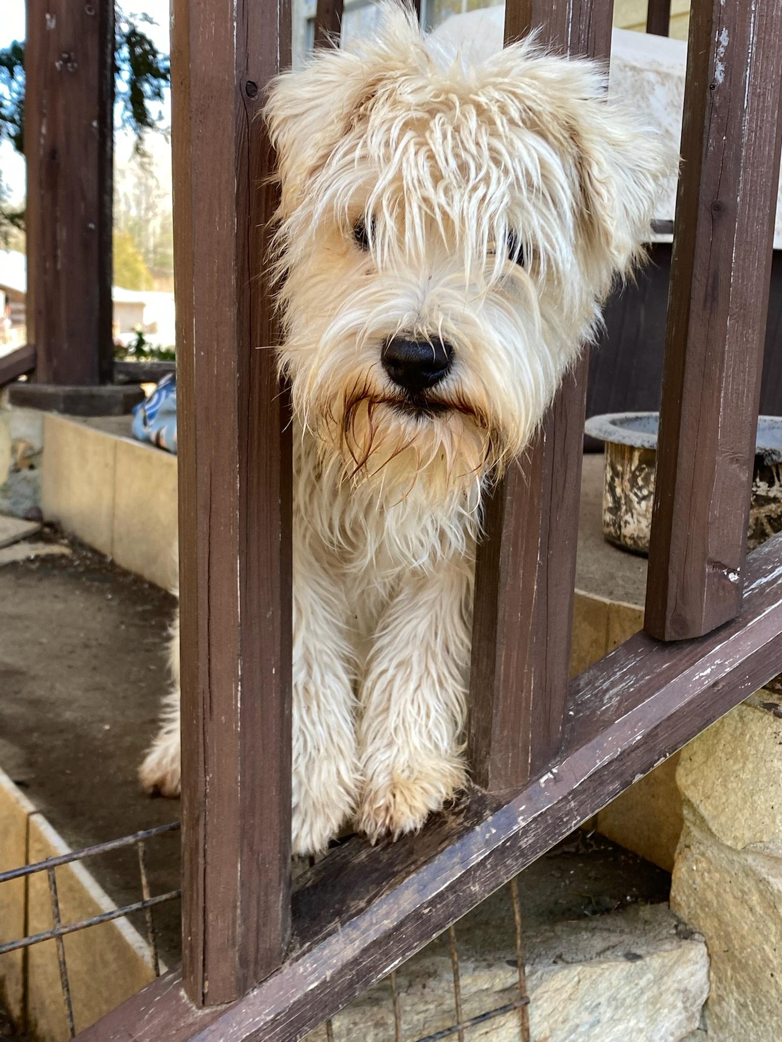 Enlarge Denny, a ADOPTABLE mixed breed in Sagaponack, NY image 2/5