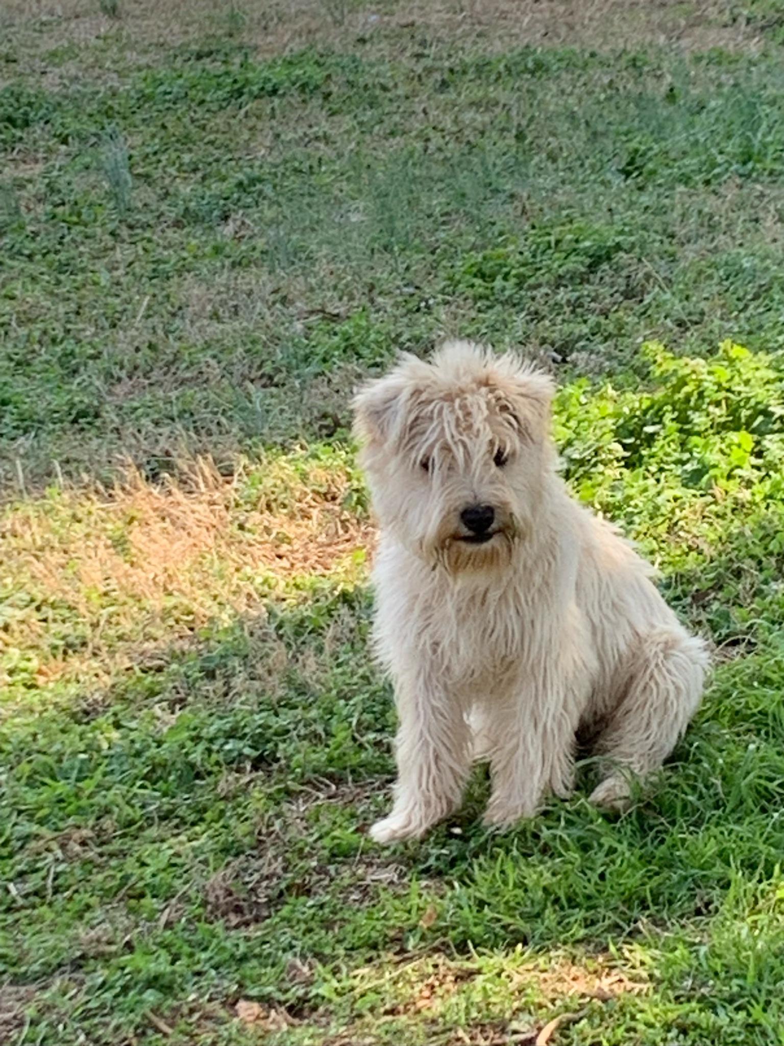 Enlarge Denny, a ADOPTABLE mixed breed in Sagaponack, NY image 3/5