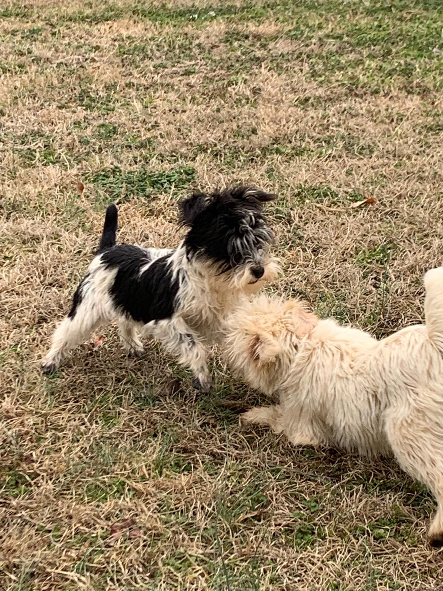 Enlarge Denny, a ADOPTABLE mixed breed in Sagaponack, NY image 5/5