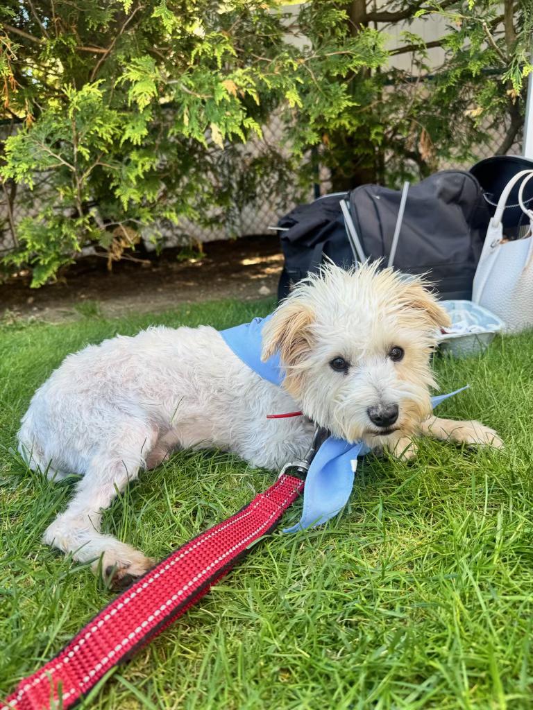 Denny, a ADOPTABLE mixed breed in Sagaponack, NY image 4/6