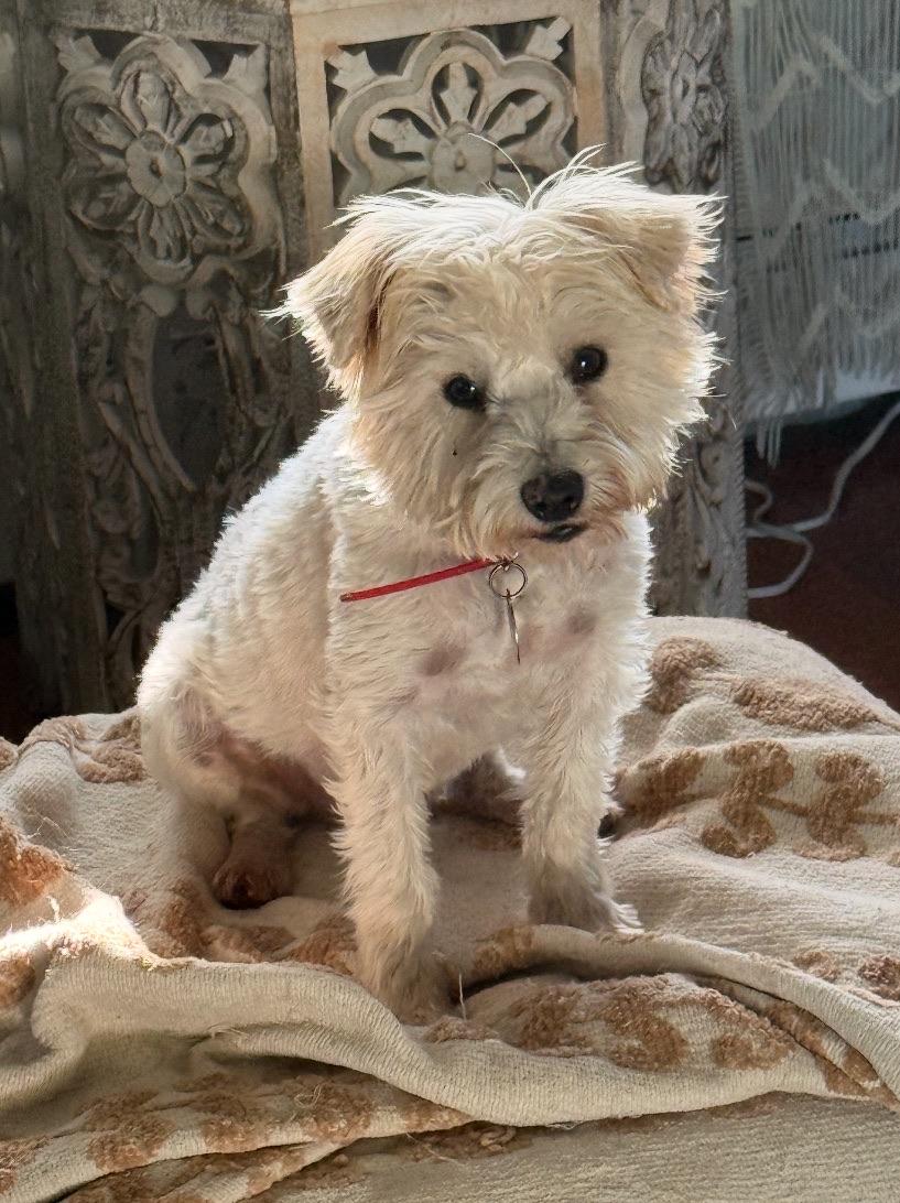 Denny, a ADOPTABLE mixed breed in Sagaponack, NY image 2/6