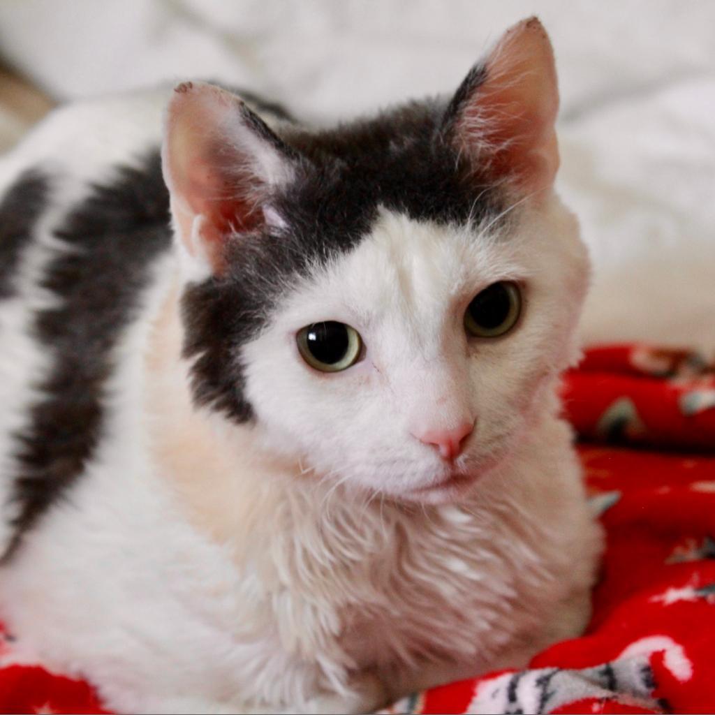 Pearly — thumbnail 2