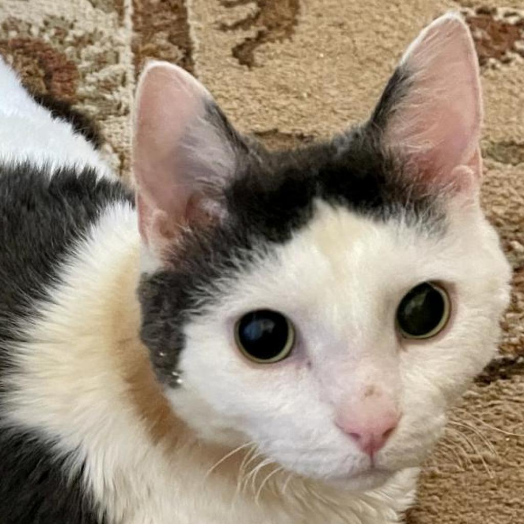 Pearly — thumbnail 3