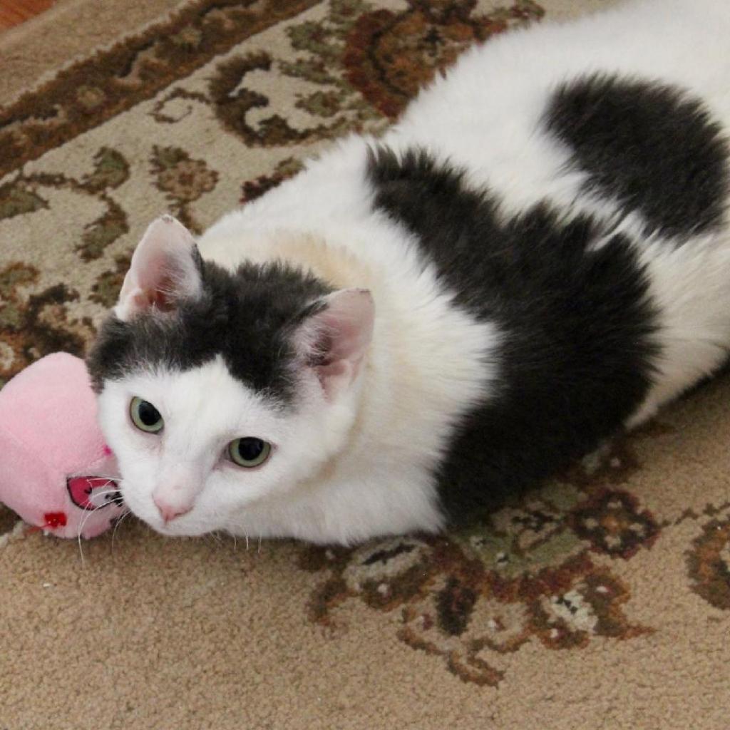 Pearly — thumbnail 4