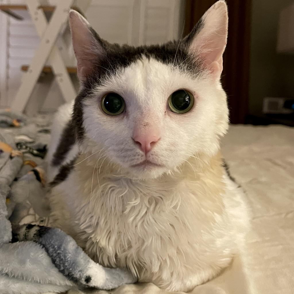 Pearly — thumbnail 5